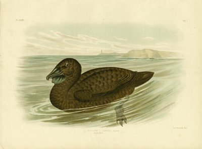 Musk Duck, 1891 by Gracius Broinowski